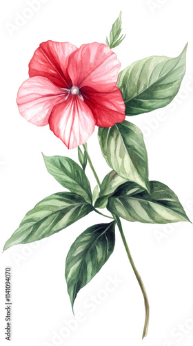 Delicate watercolor painting showcasing a vibrant red and white flower with lush green leaves, set against a transparent background