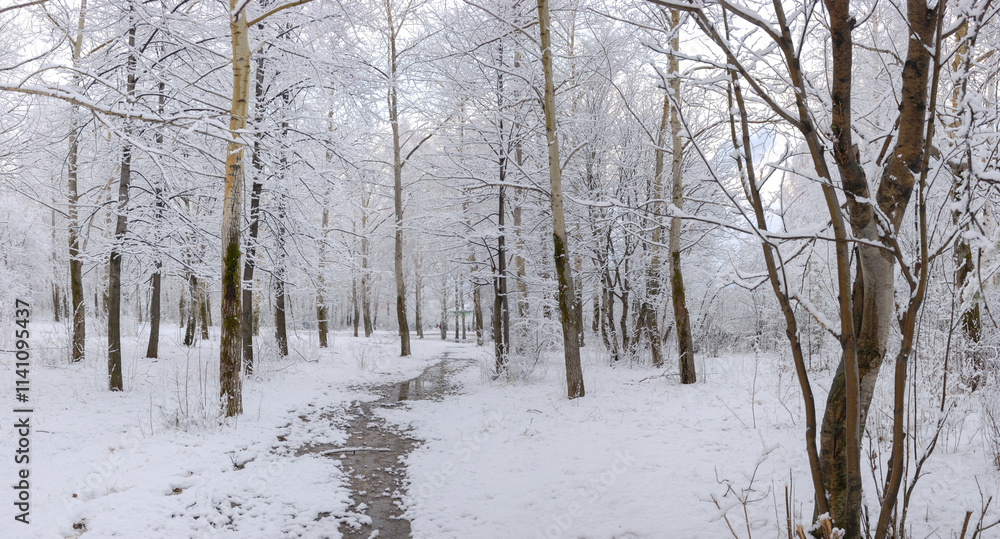 A beautiful snowy forest at Christmas with a path between the trees, peace and quiet. Walking. A beautiful snowy forest at Christmas with a path between the trees, peace and quiet. Walking.