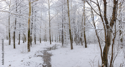 A beautiful snowy forest at Christmas with a path between the trees, peace and quiet. Walking.