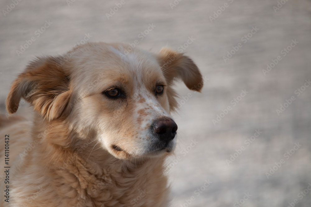 Stray dog. Adorable brown dog looking for food. Homeless dog. Stray dog. Adorable brown dog looking for food. Homeless dog.
