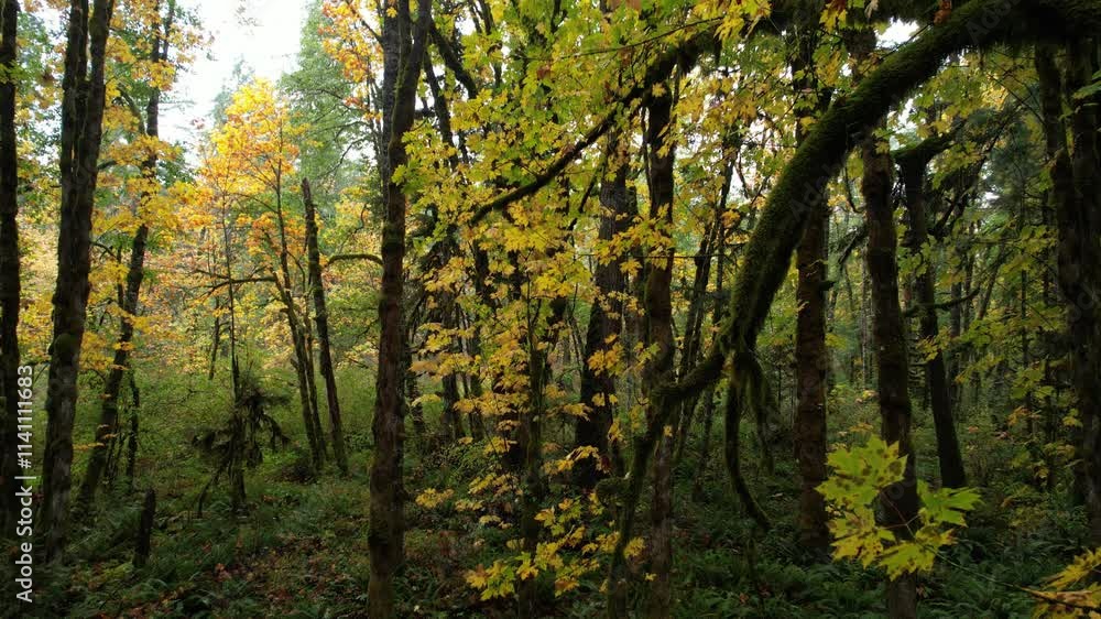 Beautiful autumn forest landscape featuring tall maple trees, ferns, and fallen leaves in a serene wilderness setting, Cowichan Valley, Vancouver Island, British Columbia Beautiful autumn forest landscape featuring tall maple trees, ferns, and fallen leaves in a serene wilderness setting, Cowichan Valley, Vancouver Island, British Columbia