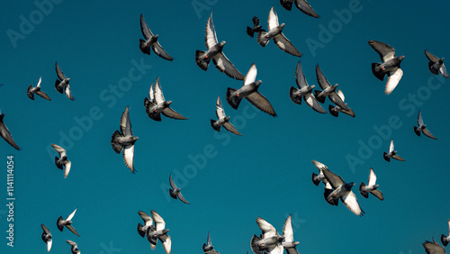 dozens of birds soaring into the blue sky