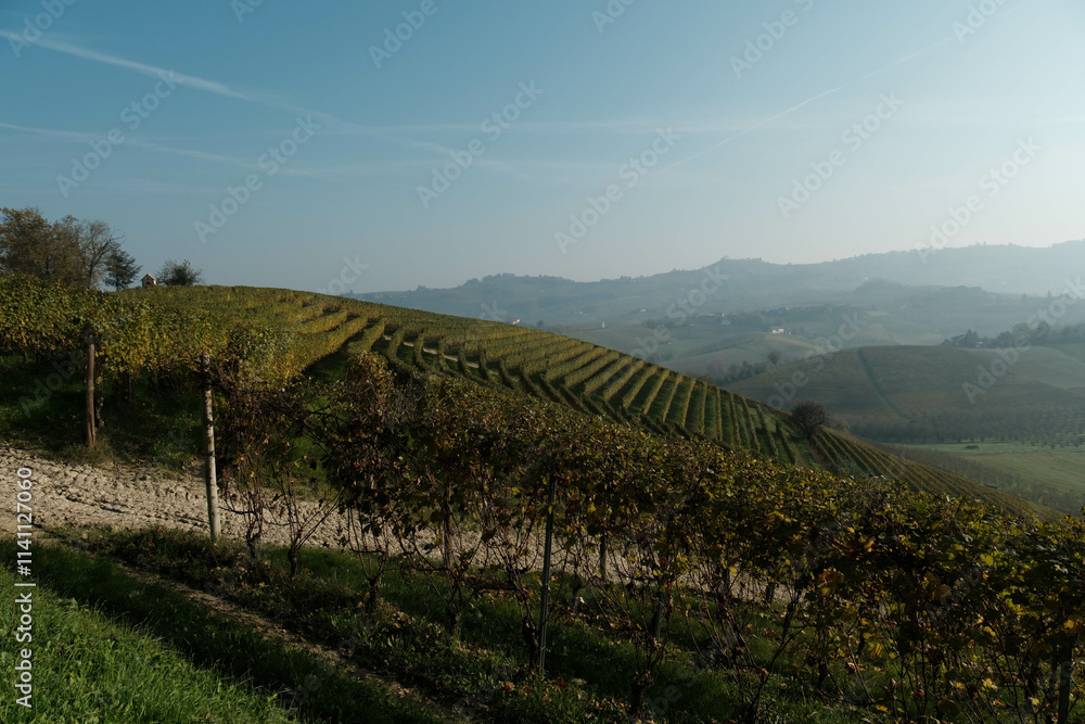 Obraz premium the vineyards in the hills of the Piedmontese Langhe in autumn, in the period after the grape harvest