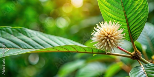 Close-up of a Mitragyna speciosa Korth (Kratom) flower on a branch, Mitragyna speciosa, Korth, Kratom, flower, branch photo