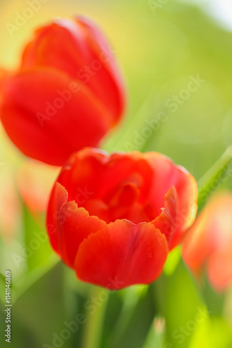 Floral wallpaper. orange tulips.Flower card. Delicate salmon colored tulips in a sunny spring garden. Card with tulips macro. Bulbous perennial flowers. 