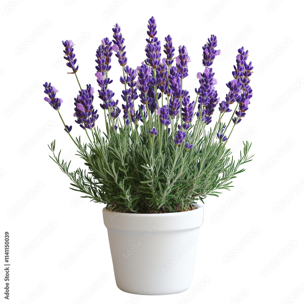 Fototapeta premium Lavender plant care tips for indoor gardening enthusiasts home blog post cozy setting close-up view botanical concept