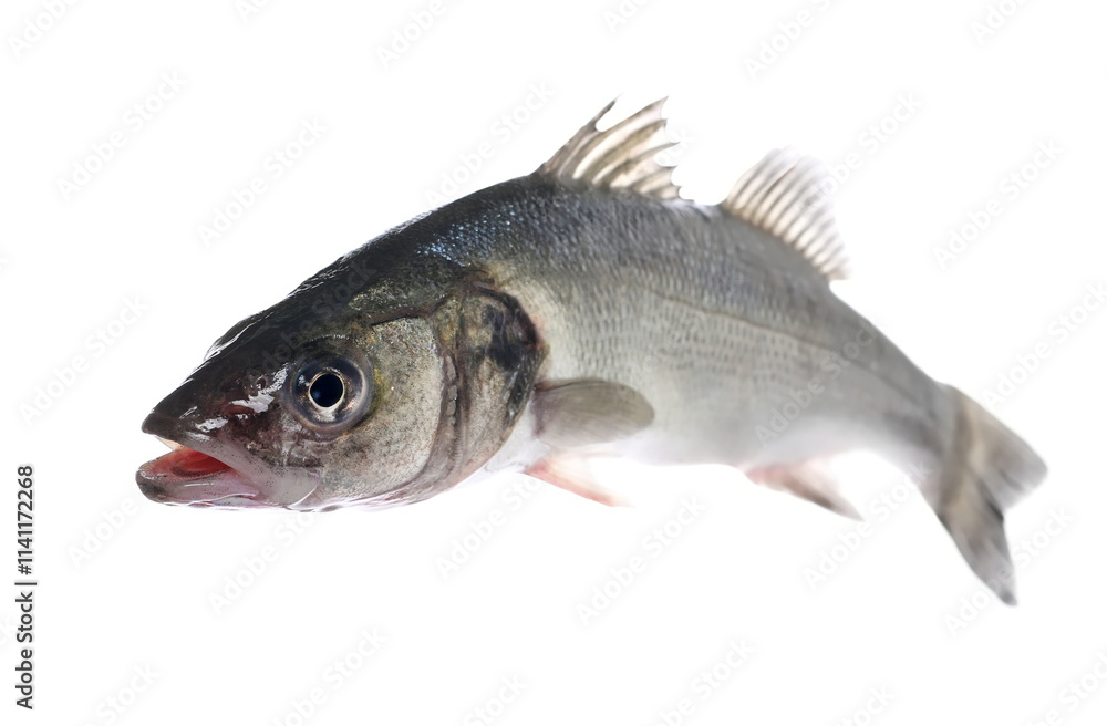 European seabass, Dicentrarchus labrax, isolated on white European seabass, Dicentrarchus labrax, isolated on white