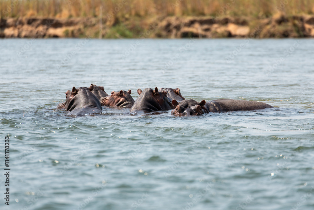 Fototapeta premium flock of hippos in Zambezi River