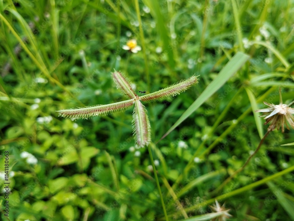Fototapeta premium Egyptian crowfoot grass or crowfoot grass