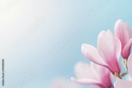 A pink flower with a blue background