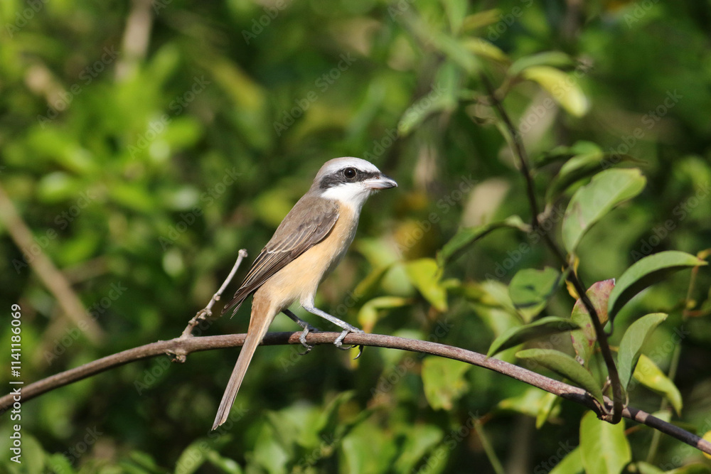 Brown Shrike Brown Shrike