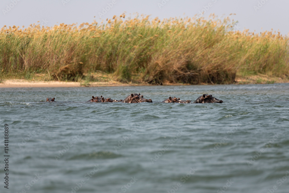 hippo swimming in Zambezi River hippo swimming in Zambezi River