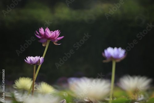 A variety of colors and types of water lilies,
Excellent waterlily in the world are showing at
Rajamangala Tawan-ok Water lily Institute,
Bang Phra ,Chonburi,Thailand photo