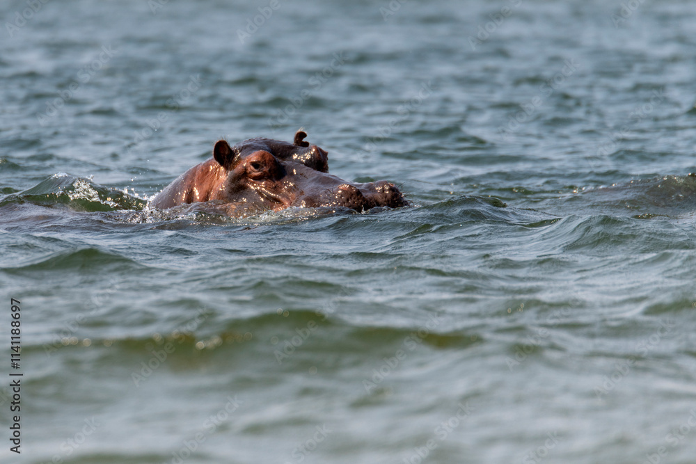 Fototapeta premium hippo swimming in Zambezi River