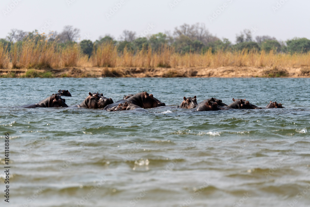 Fototapeta premium hippo swimming in Zambezi River