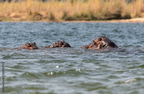 Photography hippo swimming in Zambezi River