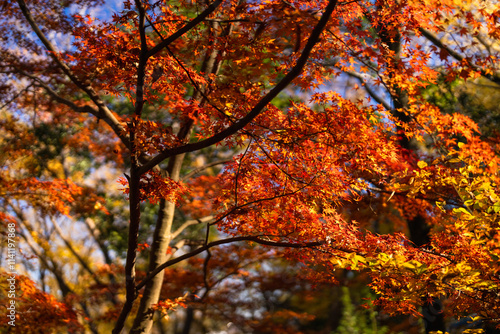 季節を感じる色鮮やかな紅葉 成田山公園