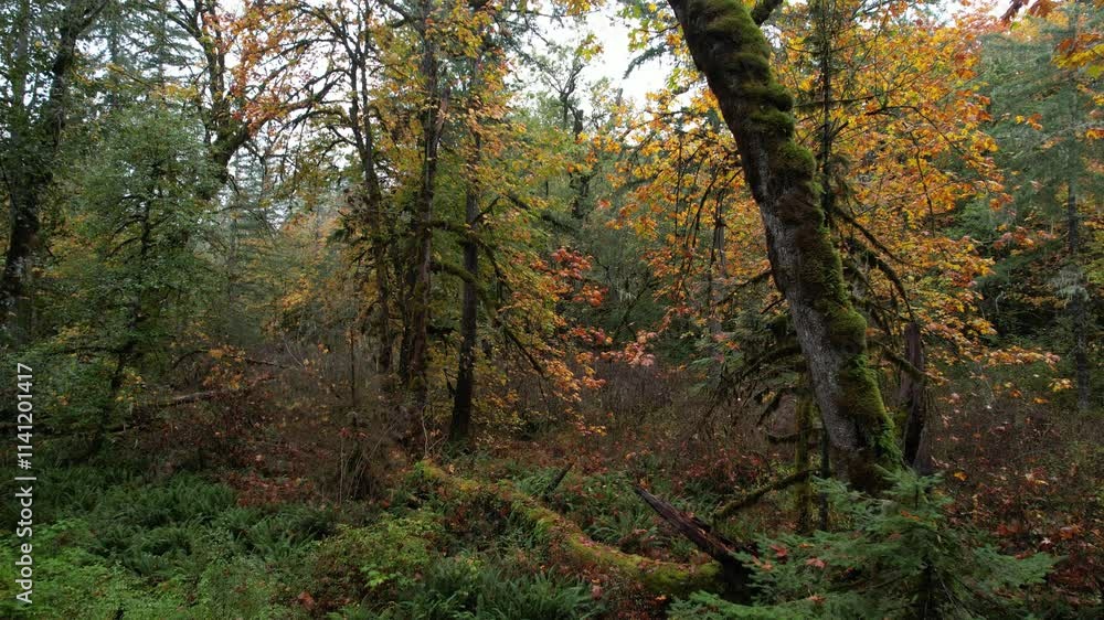Beautiful autumn forest landscape featuring tall maple trees, ferns, and fallen leaves near a hiking trail in a serene wilderness setting, Cowichan Valley, Vancouver Island, British Columbia Beautiful autumn forest landscape featuring tall maple trees, ferns, and fallen leaves near a hiking trail in a serene wilderness setting, Cowichan Valley, Vancouver Island, British Columbia