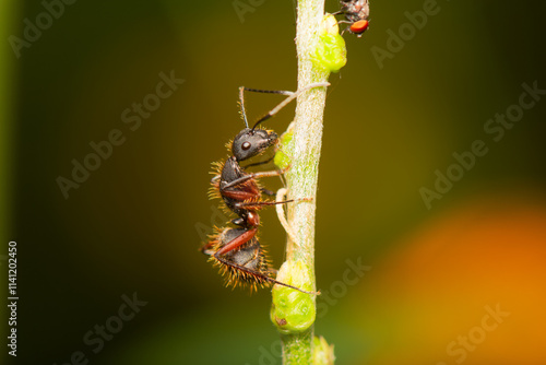 Formiga escalando galho vertical