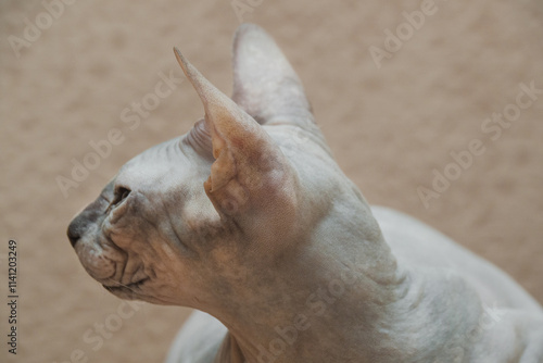 Sphinx cat photo