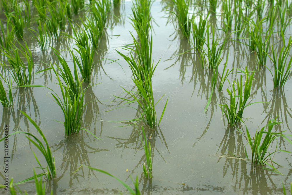 Obraz premium green rice plants in puddles of water. environment, rice fields