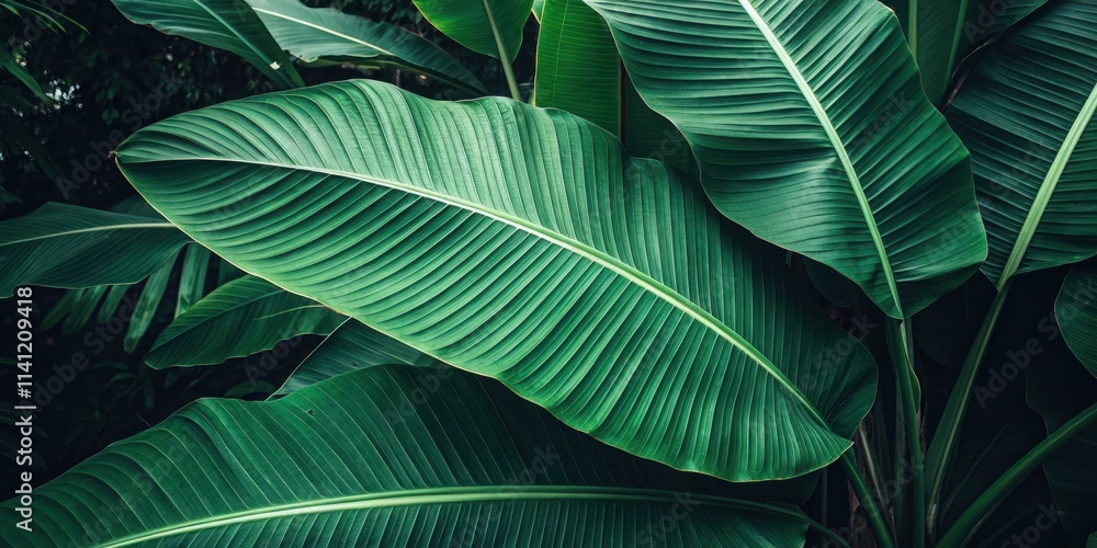Dark green tropical banana leaf background, tropical, banana leaf, background, dark green, lush, vibrant, exotic, foliage, nature Dark green tropical banana leaf background, tropical, banana leaf, background, dark green, lush, vibrant, exotic, foliage, nature