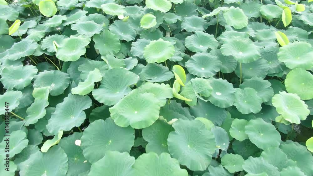 Vibrant aerial view of flourishing green lotus leaves amidst a scenic landscape in full bloom Vibrant aerial view of flourishing green lotus leaves amidst a scenic landscape in full bloom