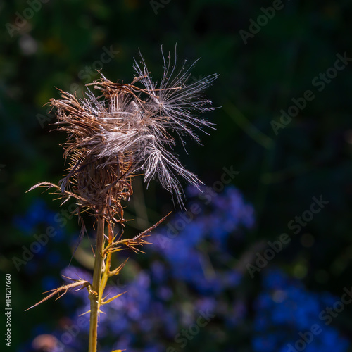 Wallpaper Mural Thistle seeds awaiting an early autumn breeze. Torontodigital.ca