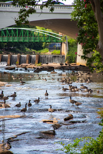 Ducks at Falls Park on Reedy River at downtown Greenville in South Carolina