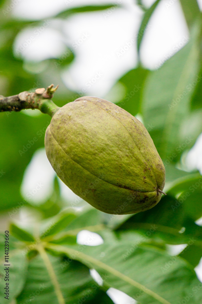 Fototapeta premium Pachira aquatica (Malabar chestnut, French peanut, Pumpo, Jelinjoche, Money tree, Money plant, serissa japonica). This tree is sold with braided trunks and is commonly grown as an ornamental plant.