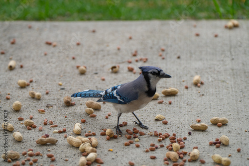 Blue jay, bird in the background grabs peanuts and other nuts in the yard against the background of grass