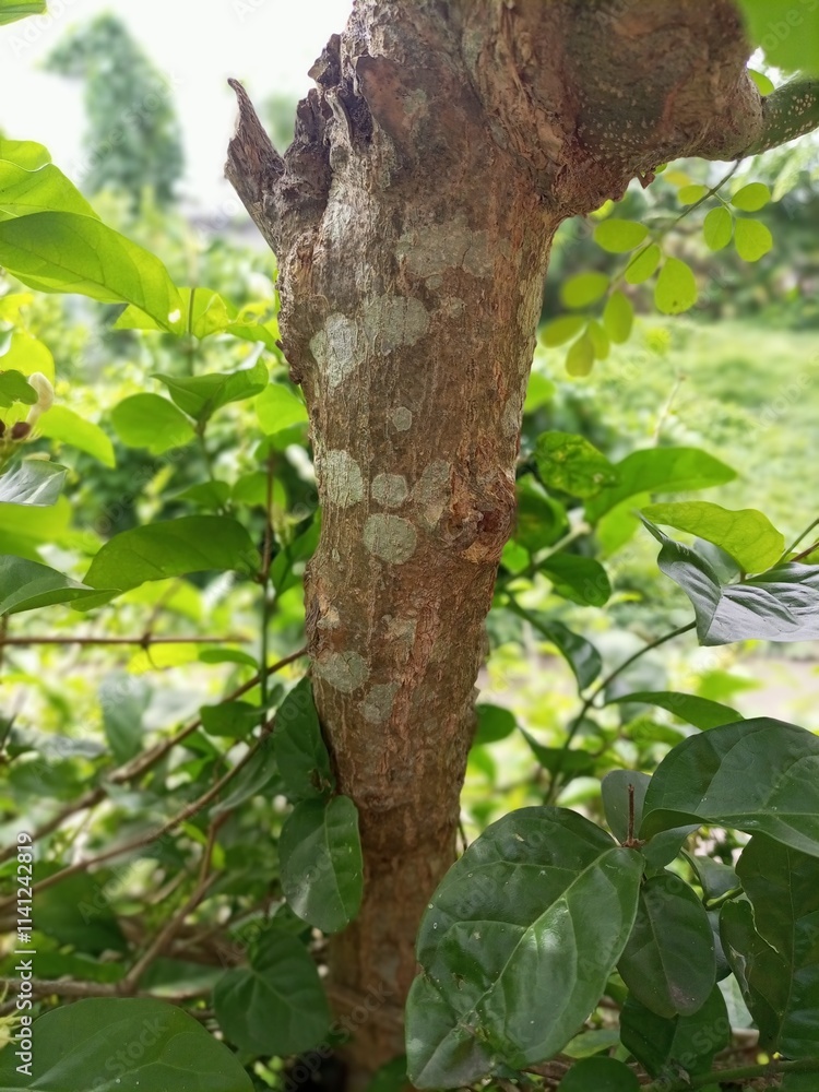 The bark of woody plants is called bark. What is commonly called bark includes a number of different tissues. Cork is an external secondary tissue that is impermeable to water and gas, and is also The bark of woody plants is called bark. What is commonly called bark includes a number of different tissues. Cork is an external secondary tissue that is impermeable to water and gas, and is also