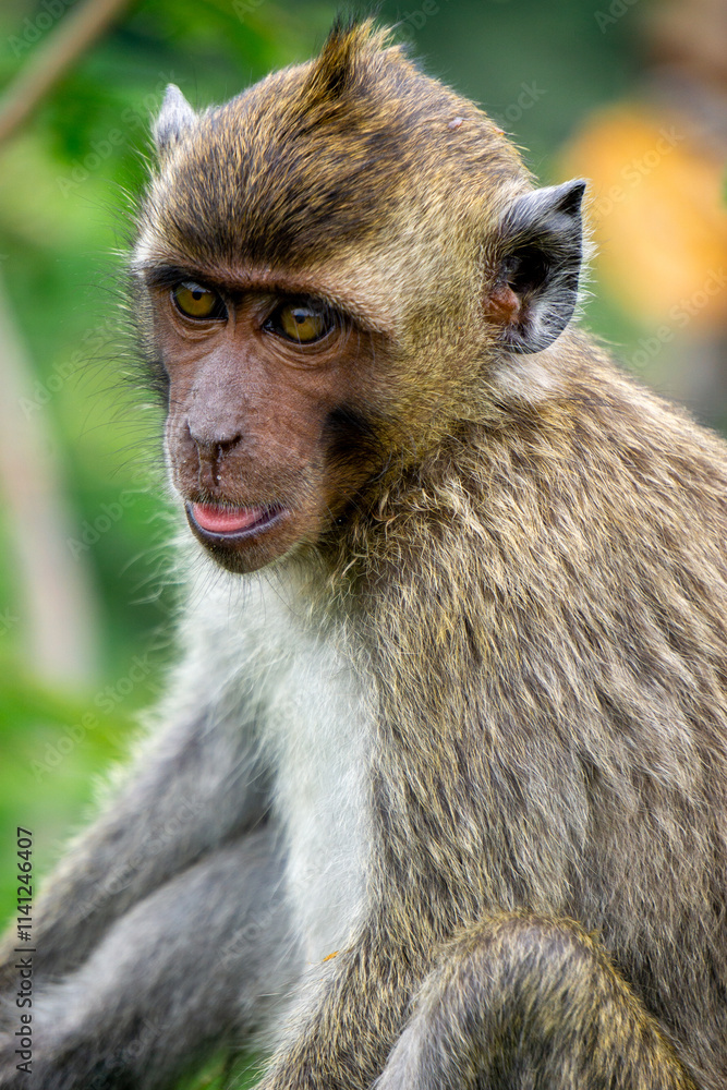 Baby Macaca fascicularis (kera ekor panjang, monyet ekor panjang, long-tailed macaque, crab-eating monkey, cynomolgus macaque) on the tree Baby Macaca fascicularis (kera ekor panjang, monyet ekor panjang, long-tailed macaque, crab-eating monkey, cynomolgus macaque) on the tree