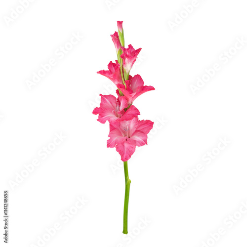 Foto Pink gladiolus flower stem isolated on transparent background