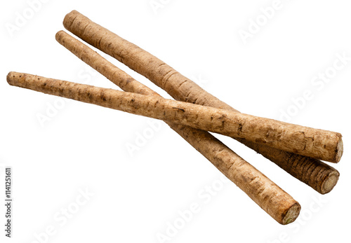 Gobo or Burdock Root herb medicinal plants isolated on white background. Kobo herb on white background PNG file.