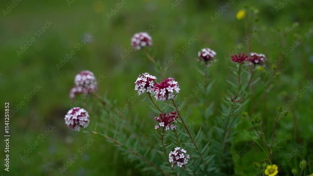 Exploring highland grassland featuring the poisonous wolf flower with vibrant blossoms Exploring highland grassland featuring the poisonous wolf flower with vibrant blossoms