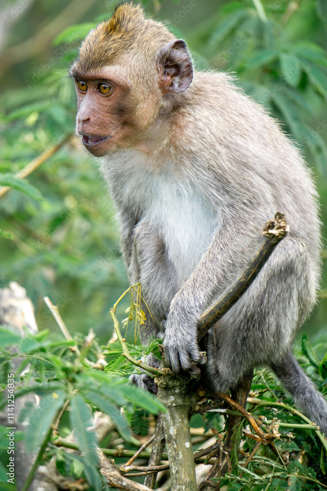 Baby Macaca fascicularis (kera ekor panjang, monyet ekor panjang, long-tailed macaque, crab-eating monkey, cynomolgus macaque) on the tree Baby Macaca fascicularis (kera ekor panjang, monyet ekor panjang, long-tailed macaque, crab-eating monkey, cynomolgus macaque) on the tree