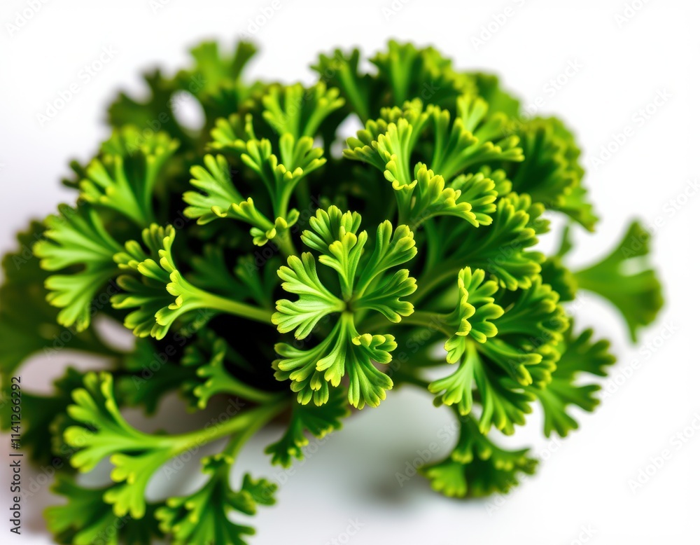 Fototapeta premium A vibrant bunch of curly parsley unfurls in a lush, emerald-green spiral, casting a delicate shadow on crisp white, against a flawless white backdrop