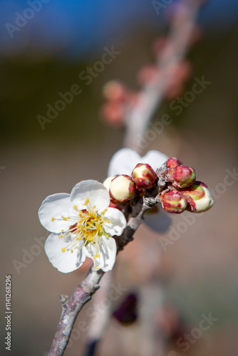 Obraz na płótnie 梅の花をクローズアップ
w salonie