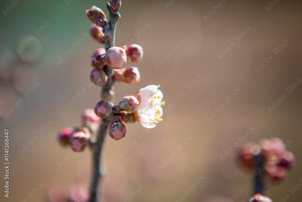 梅の花をクローズアップ