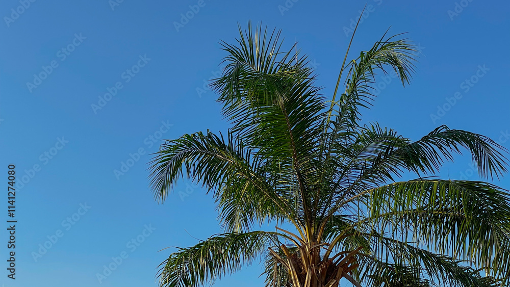 Summer palm trees in the beach side Summer palm trees in the beach side