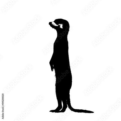 Silhouette of a meerkat standing tall.