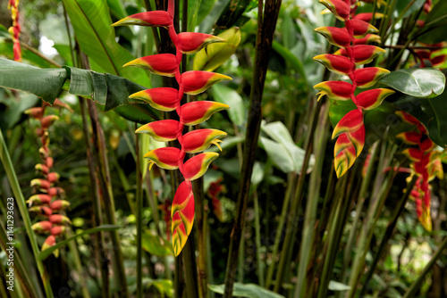 Heliconia rostrata, hanging lobster claw or false bird of paradise photo