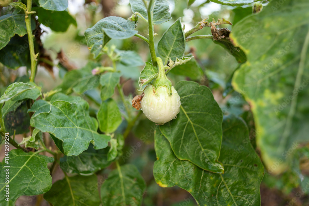 Young eggplant on the eggplant tree Young eggplant on the eggplant tree