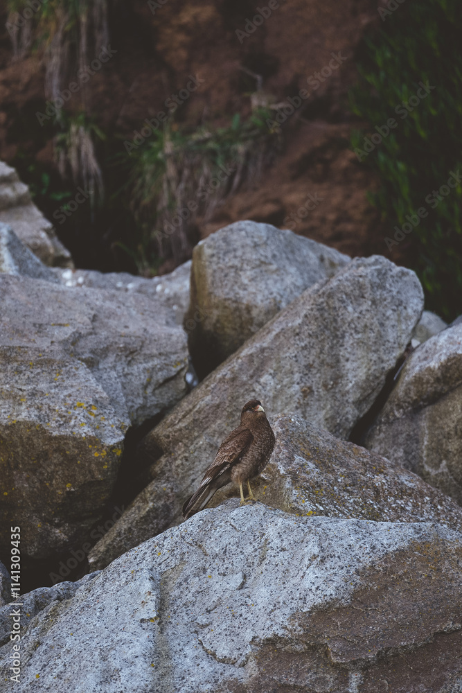 Falcon sitting on the rock
