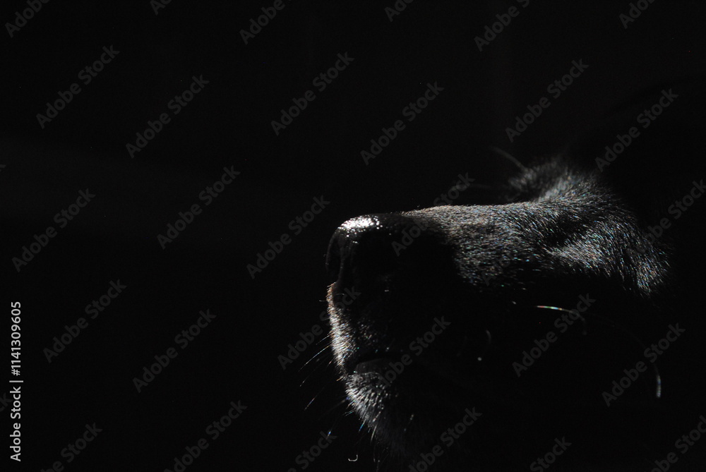 nariz de perro delineado por la luz sobre fondo negro nariz de perro delineado por la luz sobre fondo negro