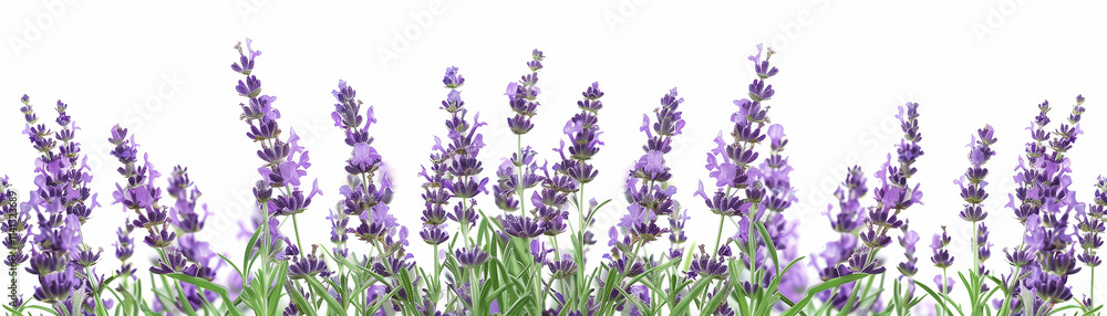 illustration vector lavender field on white background illustration vector lavender field on white background