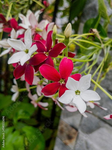 Rangoon creeper or Burma Creeper (Combretum indicum) - Kurunegala, Sri Lanka photo