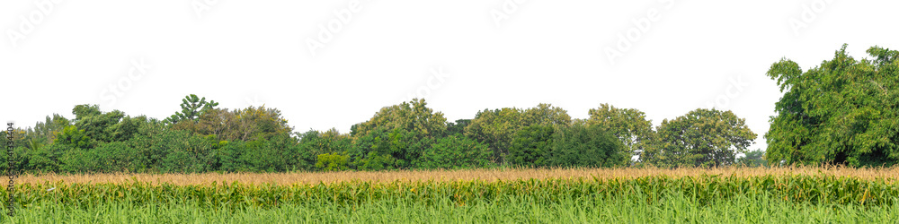 Obraz premium Forest and foliage in summer isolated on transparent background with cut path and alpha channel, high resolution.