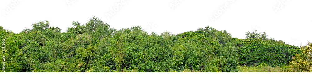 Forest and foliage in summer isolated on transparent background with cut path and alpha channel, high resolution. Forest and foliage in summer isolated on transparent background with cut path and alpha channel, high resolution.